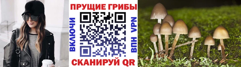 дарнет шоп  гидра зеркало  Галлюциногенные грибы Cubensis  Игарка 